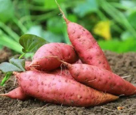 大航海时代的馈赠：明朝引入的异域风物与文明交融