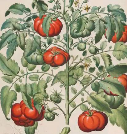 古代中国番茄踪迹考：从传说争议到历史真相