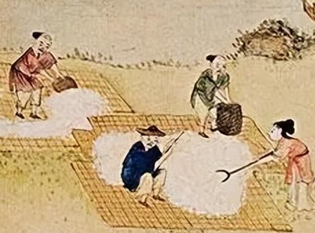 古代棉花大规模种植之路：从引种到繁盛