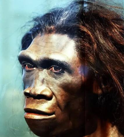 冰火交织下的绝唱:北京猿人灭绝的多重密码