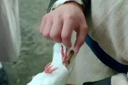 古代信鸽送信：效率与局限的千年博弈